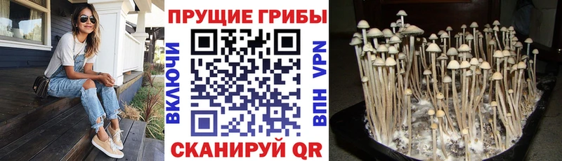 Галлюциногенные грибы мицелий Куровское